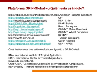 Plataforma GRIN-Global – ¿Quién está usándolo?
https://apg.pir.sa.gov.au/gringlobal/search.aspx Australian Pastures Genebank
https://cipotato.org/genebankcip/ CIP
http://www.inia.cl/recursosgeneticos INIA - Chile
http://200.87.120.158/gringlobal/ INIAF- Bolivia
http://bpgv.iniav.pt/gringlobal/ Banco Portugues
http://mgb.cimmyt.org/gringlobal/ CIMMYT, Maize Genebank
http://wgb.cimmyt.org/gringlobal/ CIMMYT, Wheat Genebank
http://germplasm.icrisat.org/gringlobal/ ICRISAT
http://www.tn-grin.nat.tn Tunisian GeneBank
https://grinczech.vurv.cz/gringlobal/ Czech Republic
https://npgsweb.ars-grin.gov/gringlobal/ USA – NPGS
Otras instituciones que están evaluando/migrando a GRIN-Global :
IITA - International Institute of Tropical Agriculture.
CIAT - International Center for Tropical Agriculture.
Bioversity International.
CORPOICA.- Corporación Colombiana de Investigación Agropecuaria.
INIA-Uruguay .- Instituto Nacional de Investigación Agropecuario.
 