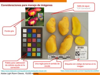 Una regla para el sentido de
escala
Paleta para calibración
de colores ayuda en la
corrección
Sello de agua:
“CIP-Genebank”
Etiqueta con código de barras en la
imagen
Consideraciones para manejo de imágenes
Fondo gris
https://www.datacolor.com/spyder/products/spyder-checkr-24/ https://www.bardecode.com/en1/app/bardecodefiler/
Adobe Light Room Classis, 10USD monthly
 
