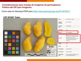 CIP 201001 Tuber
Como esta en Genesys-PGR para https://www.genesys-pgr.org/10.18730/11
Consideraciones para manejo de imagenes de germoplasma.
Politica del CIP para imagenes.
 