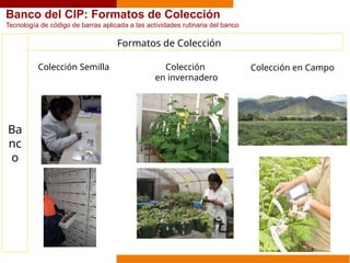 Banco del CIP: Formatos de Colección
Tecnología de código de barras aplicada a las actividades rutinaria del banco
Ba
nc
o
Colección Semilla
Formatos de Colección
Colección
en invernadero
Colección en Campo
 