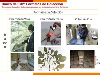 B
a
nc
o
Colección In Vitro
Formatos de Colección
Colección Herbario Colección Crio
2
cm
Banco del CIP: Formatos de Colección
Tecnología de código de barras aplicada a las actividades rutinaria del banco
 