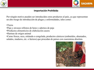 Vivir Mejor
Importación Prohibida
Por ningún motivo pueden ser introducidos estos productos al país, ya que representan
un alto riesgo de introducción de plagas y enfermedades, tales como:
•Tierra
•Paja y envases rellenos de heno y adornos de paja
•Productos alimenticios de elaboración casera
•Harinas de origen animal
•Carne fresca, seca, enlatada o congelada, productos cárnicos (embutidos, ahumados,
salados, maduros, etc. o lácteos) que procedan de países con cuarentena absoluta.
 