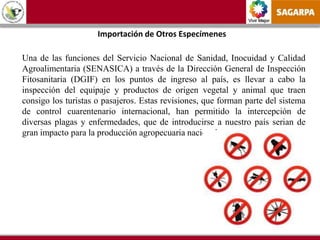 Vivir Mejor
Importación de Otros Especímenes
Una de las funciones del Servicio Nacional de Sanidad, Inocuidad y Calidad
Agroalimentaria (SENASICA) a través de la Dirección General de Inspección
Fitosanitaria (DGIF) en los puntos de ingreso al país, es llevar a cabo la
inspección del equipaje y productos de origen vegetal y animal que traen
consigo los turistas o pasajeros. Estas revisiones, que forman parte del sistema
de control cuarentenario internacional, han permitido la intercepción de
diversas plagas y enfermedades, que de introducirse a nuestro país serian de
gran impacto para la producción agropecuaria nacional.
 