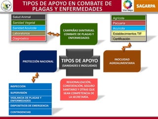 Vivir Mejor
REGIONALIZACIÓN,
CONSTATACIÓN, SEGURO
SANITARIO Y OTRAS QUE
SEAN COMPETENCIA DE
LA SECRETARÍA.
CAMPAÑAS SANITARIAS.
COMBATE DE PLAGAS Y
ENFERMEDADES
PROTECCIÓN NACIONAL
INOCUIDAD
AGROALIMENTARIA
Salud Animal
Sanidad Vegetal
Sanidad Acuícola
Laboratorios
Diagnóstico
Agrícola
Pecuaria
Acuícola
Establecimientos TIF
Certificación
TIPOS DE APOYO
(SANIDADES E INOCUIDAD)
INSPECCIÓN
SUPERVISIÓN
VIGILANCIA DE PLAGAS Y
ENFERMEDADES
DISPOSITIVOS DE EMERGENCIA
CONTINGENCIAS
 