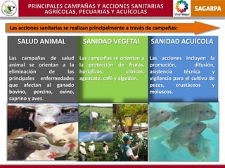 Vivir Mejor
SALUD ANIMAL
Las campañas de salud
animal se orientan a la
eliminación de las
principales enfermedades
que afectan al ganado
bovino, porcino, ovino,
caprino y aves.
SANIDAD VEGETAL
Las campañas se orientan a
la protección de frutas,
hortalizas, cítricos,
aguacate, café y algodón.
SANIDAD ACUÍCOLA
Las acciones incluyen la
promoción, difusión,
asistencia técnica y
vigilancia para el cultivo de
peces, crustáceos y
moluscos.
Las acciones sanitarias se realizan principalmente a través de campañas:
 