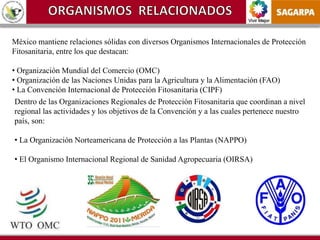 Vivir Mejor
México mantiene relaciones sólidas con diversos Organismos Internacionales de Protección
Fitosanitaria, entre los que destacan:
• Organización Mundial del Comercio (OMC)
• Organización de las Naciones Unidas para la Agricultura y la Alimentación (FAO)
• La Convención Internacional de Protección Fitosanitaria (CIPF)
Dentro de las Organizaciones Regionales de Protección Fitosanitaria que coordinan a nivel
regional las actividades y los objetivos de la Convención y a las cuales pertenece nuestro
país, son:
• La Organización Norteamericana de Protección a las Plantas (NAPPO)
• El Organismo Internacional Regional de Sanidad Agropecuaria (OIRSA)
 