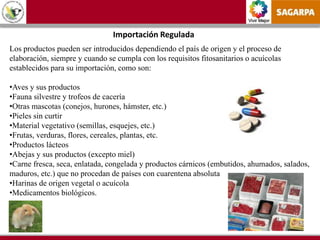 Vivir Mejor
Importación Regulada
Los productos pueden ser introducidos dependiendo el país de origen y el proceso de
elaboración, siempre y cuando se cumpla con los requisitos fitosanitarios o acuícolas
establecidos para su importación, como son:
•Aves y sus productos
•Fauna silvestre y trofeos de cacería
•Otras mascotas (conejos, hurones, hámster, etc.)
•Pieles sin curtir
•Material vegetativo (semillas, esquejes, etc.)
•Frutas, verduras, flores, cereales, plantas, etc.
•Productos lácteos
•Abejas y sus productos (excepto miel)
•Carne fresca, seca, enlatada, congelada y productos cárnicos (embutidos, ahumados, salados,
maduros, etc.) que no procedan de países con cuarentena absoluta
•Harinas de origen vegetal o acuícola
•Medicamentos biológicos.
 