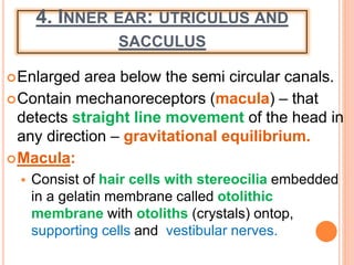 Sacculus Sence organs ear and nose | PPTX