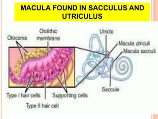 Sacculus Sence organs ear and nose | PPTX