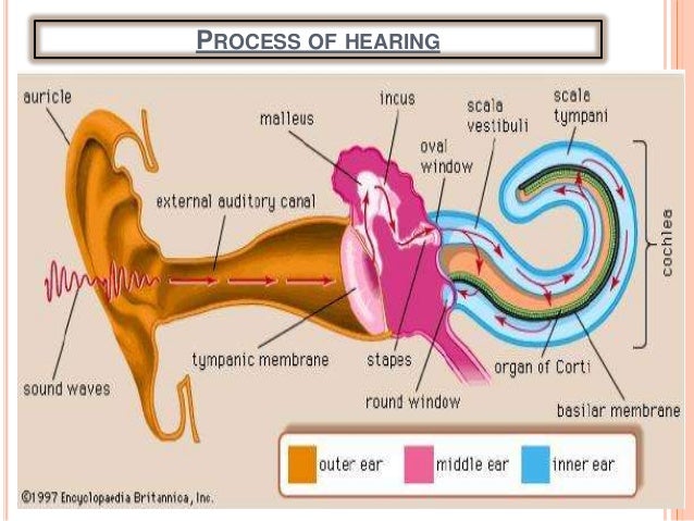to how hearing process organs nose and ear Sence to how hearing process organs nose and ear Sence