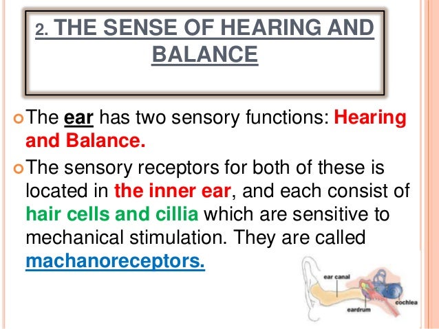 What part of the ear contains the sensory receptors for hearing?