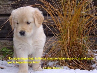 “ En algún lugar bajo la lluvia, siempre habrá un perro abandonado que te impedirá ser feliz” ( Aldous Huxley ) 