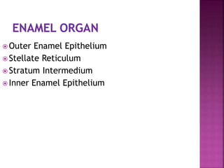 Outer Enamel Epithelium 
 Stellate Reticulum 
 Stratum Intermedium 
 Inner Enamel Epithelium 
 