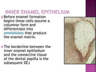 Before enamel formation 
begins these cells assume a 
columnar form and 
differentiate into 
ameloblasts that produce 
the enamel matrix. 
The borderline between the 
inner enamel epithelium 
and the connective tissue 
of the dental papilla is the 
subsequent DEJ 
 