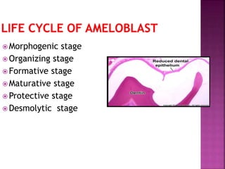 Morphogenic stage 
 Organizing stage 
Formative stage 
Maturative stage 
Protective stage 
Desmolytic stage 
 