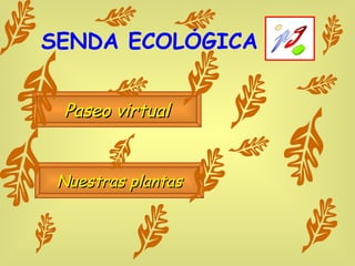 SENDA ECOLÓGICA Paseo virtual Nuestras plantas 
