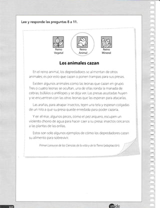 Lee y responde las preguntas 8 a 11.
Reino
Vegetal
Reino
Mineral
Los animales cazan
En el rerno anirnal, los depredadores se alirnentan de otros
animales; es por esto que caza. o ponen trampas para sus presas.
Existen algunos animales como las leonas que cazan en grupo.
Tres o cuatro leonas se ocultan, una de ellas ronda la manada de
cebras, búfalos o antílopes y se deja ver. Las presas asustadas huyen
y se encuentran con las otras leonas que las esperan para atacarlas.
Las arañas, para atrapar insectos, telen una tela y esperan colgadas
de un hilo a que su presa quede enredada para poder cazarla.
Y en el mar, algunos peces, como el pez arquero, escupen un
violento chorro de agua para hacer caer a su presa: insectos cercanos
a las plantas de las orillas.
Estos son solo algunos ejemplos de cómo los depredadores caza"
su alimento para sobrevivir.
Primer Larousse de las Ciencias de la vida y de la Tierra (ada ptación).
¡al
§
tr
§
 
