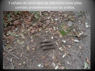 Y señales de otros tipos de vida como estas piñas
    comidas probablemente por las ardillas.
 