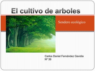 Sendero ecológico




Carlos Daniel Fernández Gavidia
Nº 39
 