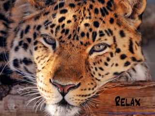 Relax
http://www.ﬂickr.com/photos/8070463@N03/4552325782
 