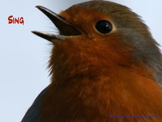 Sing




       http://www.ﬂickr.com/photos/9292942@N08/4354620010
 