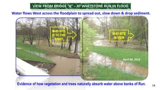 VIEW FROM BRIDGE “A” – AT WHETSTONE RUN IN FLOOD 
Water flows West across the floodplain to spread out, slow down & drop sediment. 
Evidence of how vegetation and trees naturally absorb water above banks of Run. 
14 
April 30, 2014 
 