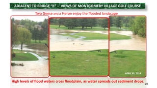ADJACENT TO BRIDGE “B” – VIEWS OF MONTGOMERY VILLAGE GOLF COURSE 
Two Geese and a Heron enjoy the flooded landscape 
20 
APRIL 30, 2014 
High levels of flood waters cross floodplain, as water spreads out sediment drops. 
 