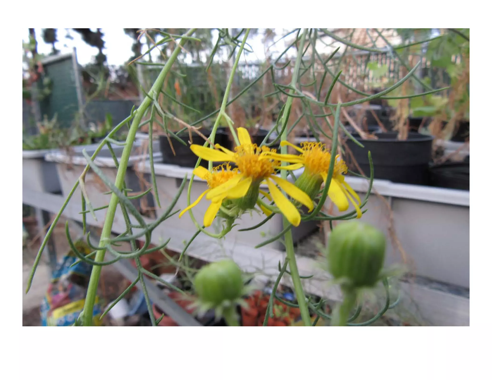 Senecio douglasii   web show