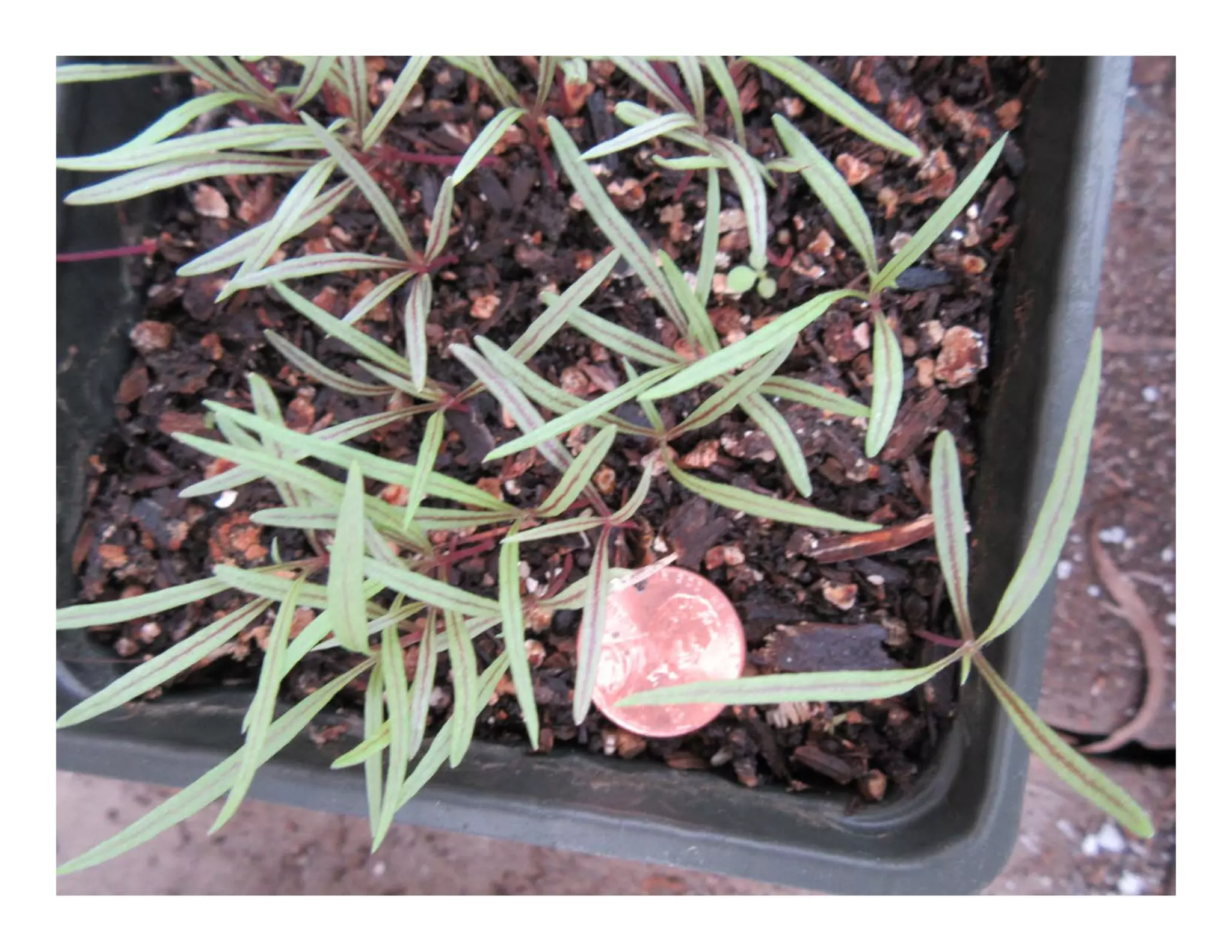 Senecio douglasii   web show