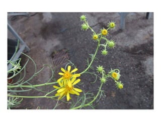 Senecio douglasii   web show