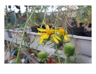 Senecio douglasii   web show