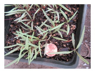 Senecio douglasii   web show