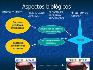 Aspectos biológicosRADICALES LIBRESMUTACIONES GENÉTICAS ESPONTÁNEASPROGRAMACIÓN GENÉTICA  SISTEMA DE DEFENSAFactores celulares intrínsecosClaudicación de sistemas de autorregulación“colapso”Alt. en equilibrio del organismoFactores ambientales externos30/40a    1300 gr71/98a    1144 gr