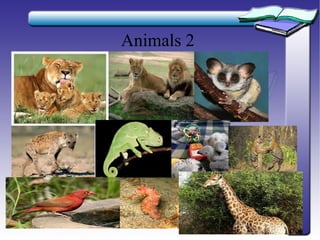 Animals 2
 