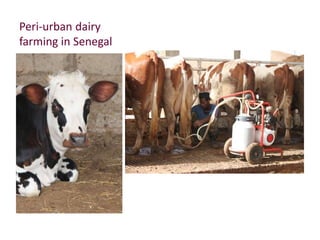 Improved food and nutritional security from better utilisation of dairy cattle breed / cross-breed types in Senegal 