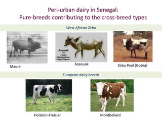 Improved food and nutritional security from better utilisation of dairy cattle breed / cross-breed types in Senegal 