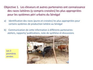 Amélioration de la sécurité alimentaire et nutritionnelle par une meilleure utilisation des races bovines laitières (pures et croisées) au Sénégal