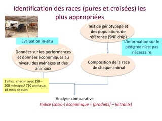 Amélioration de la sécurité alimentaire et nutritionnelle par une meilleure utilisation des races bovines laitières (pures et croisées) au Sénégal