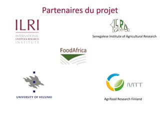 Amélioration de la sécurité alimentaire et nutritionnelle par une meilleure utilisation des races bovines laitières (pures et croisées) au Sénégal