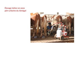 Amélioration de la sécurité alimentaire et nutritionnelle par une meilleure utilisation des races bovines laitières (pures et croisées) au Sénégal