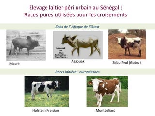 Amélioration de la sécurité alimentaire et nutritionnelle par une meilleure utilisation des races bovines laitières (pures et croisées) au Sénégal