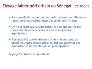 Amélioration de la sécurité alimentaire et nutritionnelle par une meilleure utilisation des races bovines laitières (pures et croisées) au Sénégal