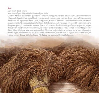 Riz
Nom local : Ceeb, Emano
Nom scientifique : Oryza Glaberrima et Oryza Sativa
C’est en Afrique occidentale qu’est née l’une des principales variétés de riz : l’O. Glaberrima. Dans les
villages sénégalais, il est possible de rencontrer de nombreuses variétés de riz rouge africain, notam-
ment dans les régions de Saint Louis, Zinguichor, Kolda et Sédhiou. Dans la communauté des Diolas
(département d’Oussouye) et dans la région de la Casamance, le riz rouge est considéré comme un pro-
duit prestigieux, à savourer les jours de fête et à l’occasion de cérémonies, parfois en y ajoutant un peu
de sucre en poudre. Malheureusement, sa culture a été délaissée au fil du temps, supplantée par celle
du riz blanc d’origine asiatique. Aujourd’hui, l’énorme majorité du riz présent sur le marché provient
de l’étranger, notamment du Pakistan. À certains endroits, comme dans la région de la Casamance, on
cultive encore des variétés locales de l’O. Sativa, par exemple l’lhiti et la kunuso.
 