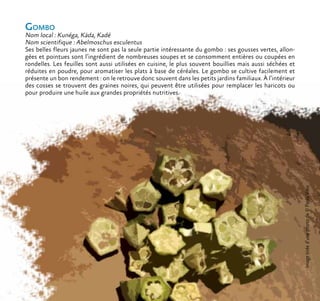 Gombo
Nom local : Kunéga, Käda, Kadé
Nom scientifique : Abelmoschus esculentus
Ses belles fleurs jaunes ne sont pas la seule partie intéressante du gombo : ses gousses vertes, allon-
gées et pointues sont l’ingrédient de nombreuses soupes et se consomment entières ou coupées en
rondelles. Les feuilles sont aussi utilisées en cuisine, le plus souvent bouillies mais aussi séchées et
réduites en poudre, pour aromatiser les plats à base de céréales. Le gombo se cultive facilement et
présente un bon rendement : on le retrouve donc souvent dans les petits jardins familiaux. À l’intérieur
des cosses se trouvent des graines noires, qui peuvent être utilisées pour remplacer les haricots ou
pour produire une huile aux grandes propriétés nutritives.
Imagetiréed’unephotode©PaolaViesi
 