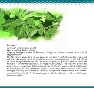 Moringa
Nom local : Sap sap, Mbum, Nevöday
Nom scientifique: Moringa oleifera
Originaire des régions proches de l’Himalaya, la moringa est présente en Afrique depuis la fin de
l’Égypte ancienne.
Une fois mûre, la gousse de la moringa s’ouvre en trois pour libérer les graines, de petites boules
noires recouvertes d’une membrane blanche qui renferment une petite amande riche en huile. Toutes
les parties de la plantes sont utilisables : les feuilles, les graines, les gousses et même les racines. Les
feuilles se consomment telles quelles ou accompagnées de couscous, de riz ou d’autres céréales. Les
gousses peuvent être cuisinées de la même manière ou être récoltées un peu avant leur maturité pour
recueillir les graines. Celles-ci peuvent être bouillies et utilisées pour obtenir de l’huile, qui sera ensuite
employée en cuisine, pour alimenter les lampes ou pour produire du savon. Riches en vitamines C
et A ainsi qu’en calcium, les feuilles peuvent aussi être séchées, réduites en poudre et utilisées pour
assaisonner les plats.
 