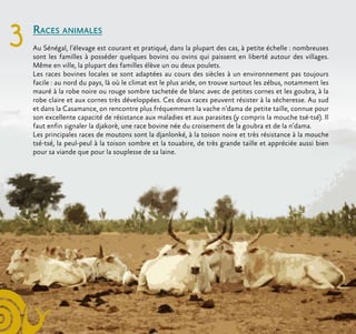 3 Races animales
Au Sénégal, l’élevage est courant et pratiqué, dans la plupart des cas, à petite échelle : nombreuses
sont les familles à posséder quelques bovins ou ovins qui paissent en liberté autour des villages.
Même en ville, la plupart des familles élève un ou deux poulets.
Les races bovines locales se sont adaptées au cours des siècles à un environnement pas toujours
facile : au nord du pays, là où le climat est le plus aride, on trouve surtout les zébus, notamment les
mauré à la robe noire ou rouge sombre tachetée de blanc avec de petites cornes et les goubra, à la
robe claire et aux cornes très développées. Ces deux races peuvent résister à la sécheresse. Au sud
et dans la Casamance, on rencontre plus fréquemment la vache n’dama de petite taille, connue pour
son excellente capacité de résistance aux maladies et aux parasites (y compris la mouche tsé-tsé). Il
faut enfin signaler la djakorè, une race bovine née du croisement de la goubra et de la n’dama.
Les principales races de moutons sont la djanlonké, à la toison noire et très résistance à la mouche
tsé-tsé, la peul-peul à la toison sombre et la touabire, de très grande taille et appréciée aussi bien
pour sa viande que pour la souplesse de sa laine.
 