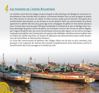 4Les poissons de l’océan Atlantique
Les familles vivant dans les villages situés le long de la côte atlantique du Sénégal se consacrent es-
sentiellement à des activités liées à la pêche. Les hommes fendent l’eau sur leurs pirogues et jettent
leur filets durant la nuit pour les relever le matin suivant, tandis que les femmes s’occupent de la
transformation des poissons, en les fumant ou en les séchant. Dans ces communautés, les enfants
apprennent à pêcher dès leur plus jeune âge et les campagnes de pêche en mer durent plusieurs
jours. Comme dans tous les pays d’Afrique occidentale, la richesse de la mer au Sénégal attire tou-
jours davantage de grands navires de pêche, qui pratiquent souvent des formes de pêche illégales,
qu’il s’agisse de pêche dans des zones économiques exclusives (des régions où les navires étrangers
ne peuvent pas pêcher sans l’autorisation du pays) ou de méthodes interdites comme la pêche avec
un chalut aux mailles trop fines. Ce faisant, ils capturent sans discernement toutes sortes de pois-
sons, de mammifères et même parfois d’oiseaux.
La survie des communautés de pêcheurs des villages côtiers est de plus en plus menacée, c’est
pourquoi il est important de valoriser des activités complémentaires voire alternatives, comme la
transformation des fruits sauvages et la récolte du miel.
Imagetiréed’unephotode©PaolaViesi
 