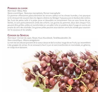 Pommier du cayor
Nom local : Néou, New
Nome scientifique : Neocarya macrophylia, Parinari macrophylla
Ce pommier affectionne particulièrement les terrains sableux et les climats humides, c’est pourquoi
on le retrouve très souvent dans les régions côtières du Sénégal. Il pousse aussi en bordure des rizières.
Ses fruits de petite taille à la pulpe jaune et douceâtre se consomment frais ou sous forme de jus.
Séchés, ils sont particulièrement aimés des enfants. Les graines du pommier, deux dans chaque fruit,
peuvent être grillées, pilées et transformées en une pâte riche en protéine dont l’usage en cuisine est
proche de celui des arachides. Les graines pilées peuvent aussi donner une huile utilisée pour assaison-
ner le couscous et les salades.
Cerisier du Sénégal
Nom local : Cerisier du cayor, Xewer, Kuul, Kuurdiendi, Tenéliboudandiéri, Sis
Nom scientifique : Ahania senegalensis
Le nom de cet arbuste provient de la saveur douce et de la couleur rouge de ses fruits, qui ressemblent
à des grappes de cerises. Ils se ramassent d’avril à juin et sont transformés en marmelade, en gélatine,
en sirops et en boissons.
 