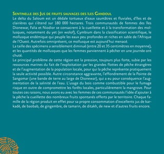 Sentinelle des Jus de fruits sauvages des îles Gandoul
Le delta du Saloum est un dédale tortueux d’eaux saumâtres et fluviales, d’îles et de
clairières qui s’étend sur 180 000 hectares. Trois communautés de femmes des îles
Dionewar, Falia et Niodior se consacrent à la cueillette et à la transformation des mol-
lusques, notamment du yet (en wolof), Cymbium dans la classification scientifique, le
mollusque endémique qui peuple les eaux peu profondes et riches en sable de l’Afrique
de l’Ouest. Autrefois omniprésent, ce mollusque est aujourd’hui menacé.
La taille des spécimens a sensiblement diminué (entre 20 et 35 centimètres en moyenne),
et les quantités de mollusques que les femmes parviennent à pêcher en une journée ont
chuté.
Le principal problème de cette région est la pression, toujours plus forte, subie par les
ressources marines du fait de l’exploitation par les grandes flottes de pêche étrangères
et de l’augmentation de la population locale, pour qui la pêche représente pratiquement
la seule activité possible. Autre circonstance aggravante, l’effondrement de la Pointe de
Sangomar (une bande de terre au large de Dionewar), qui a eu pour conséquence l’aug-
mentation de la salinité de l’eau. L’usage du bois comme combustible pour le fumage
risque en outre de compromettre les forêts locales, particulièrement la mangrove. Pour
toutes ces raisons, nous avons eu avec les femmes de ces communautés l’idée d’ajouter à
la pêche la cueillette des nombreux fruits spontanés offerts par le territoire. Chaque fa-
mille de la région produit en effet pour sa propre consommation d’excellents jus de kar-
kadè, de baobab, de gingembre, de tamarin, de ditakh, de new et d’autres fruits encore.
 