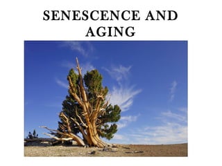 SENESCENCE AND
    AGING
 